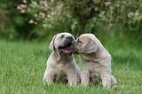 CANE CORSO 1076
